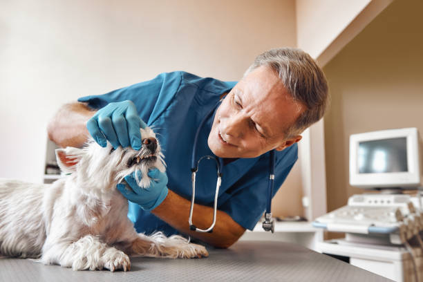 Best Emergency Dental Surgery in Parkston, SD